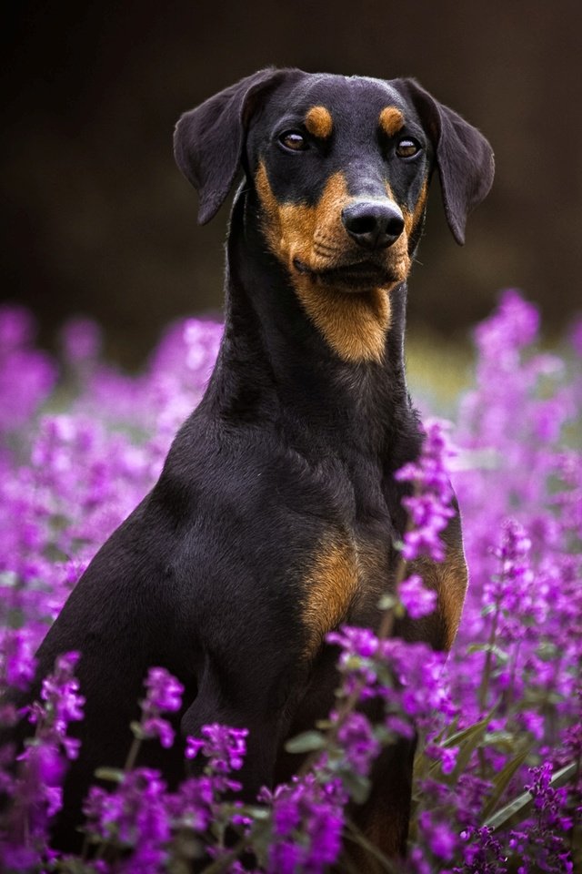Обои цветы, мордочка, взгляд, собака, пинчер, flowers, muzzle, look, dog, pinscher разрешение 1920x1200 Загрузить