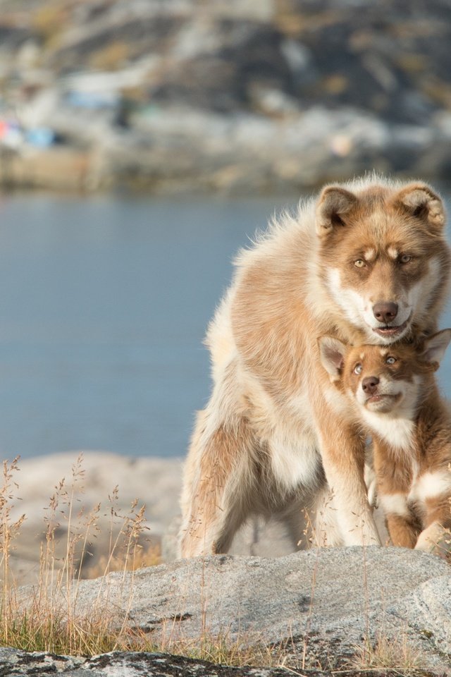 Обои озеро, собака, щенок, собаки, боке, lake, dog, puppy, dogs, bokeh разрешение 3392x2264 Загрузить