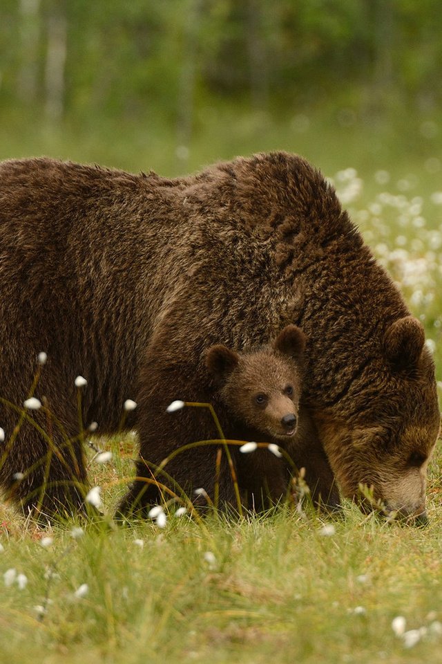 Обои трава, природа, животные, хищники, медведи, детеныш, медвежонок, медведица, harry eggens, grass, nature, animals, predators, bears, cub, bear разрешение 1920x1216 Загрузить