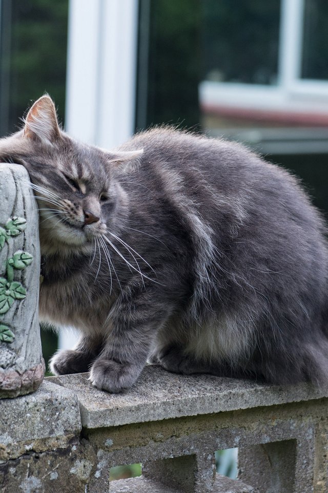 Обои кот, мордочка, усы, кошка, улица, животное, хвост, cat, muzzle, mustache, street, animal, tail разрешение 2048x1387 Загрузить