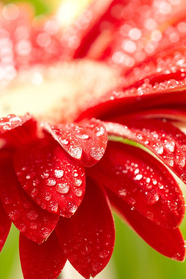 Обои цветок, капли, лепестки, красная, гербера, flower, drops, petals, red, gerbera разрешение 1920x1080 Загрузить