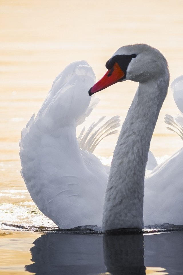 Обои вода, крылья, птица, лебедь, шея, water, wings, bird, swan, neck разрешение 1920x1080 Загрузить