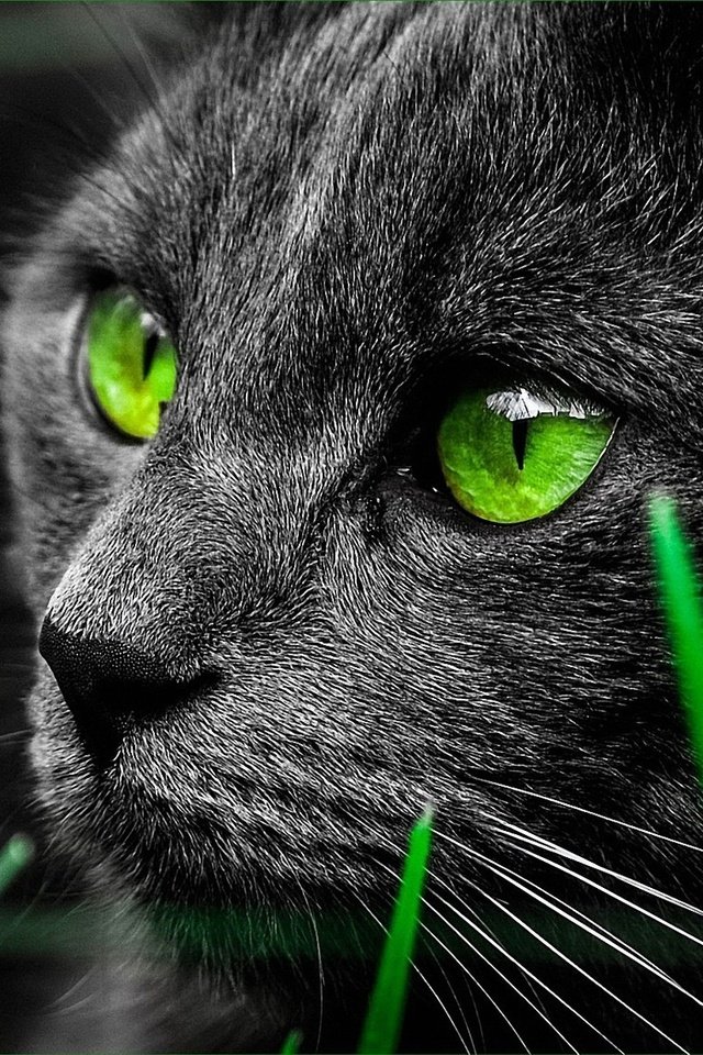 Обои глаза, животные, кот, взгляд, зеленые, eyes, animals, cat, look, green разрешение 1920x1200 Загрузить