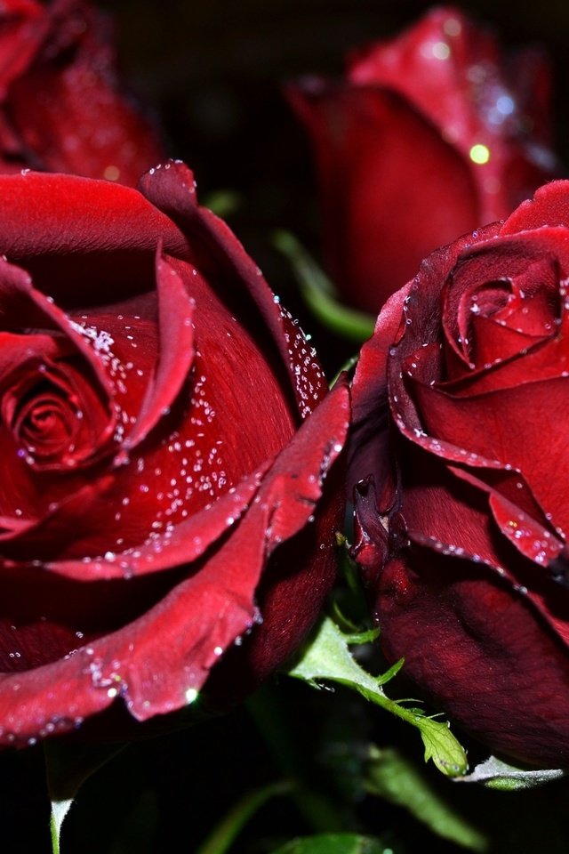 Обои бутоны, роса, капли, розы, лепестки, бордовые, buds, rosa, drops, roses, petals, burgundy разрешение 2560x1600 Загрузить