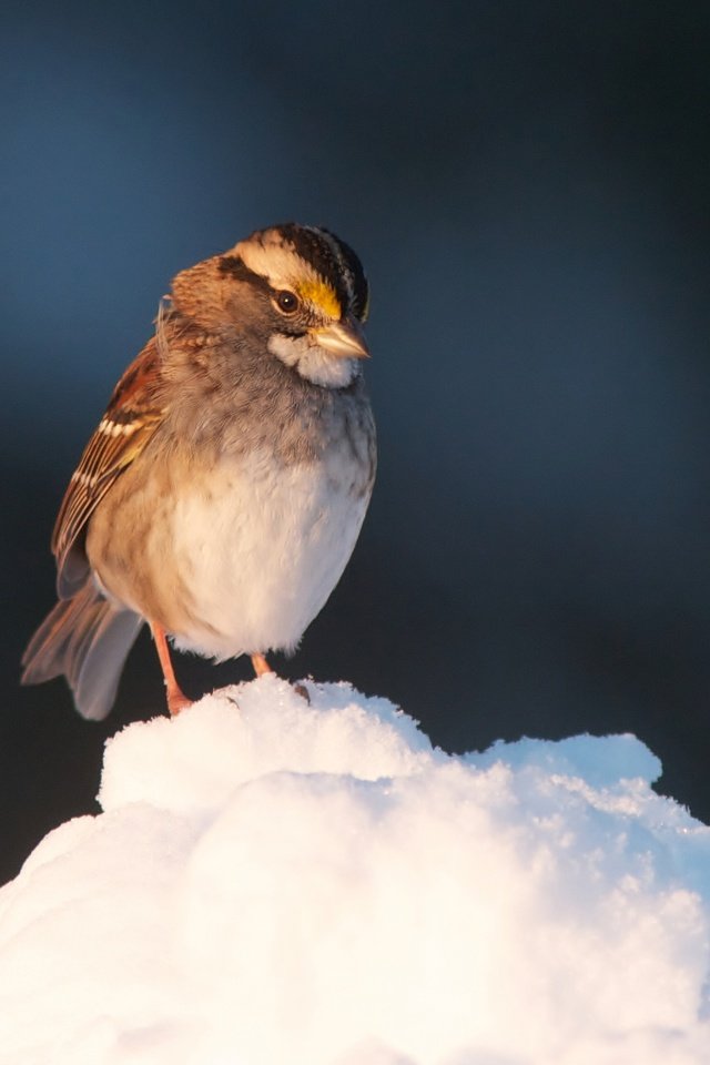 Обои снег, птица, клюв, воробей, перья, snow, bird, beak, sparrow, feathers разрешение 2048x1364 Загрузить