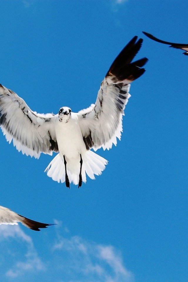 Обои небо, полет, крылья, птицы, чайки, the sky, flight, wings, birds, seagulls разрешение 1920x1080 Загрузить