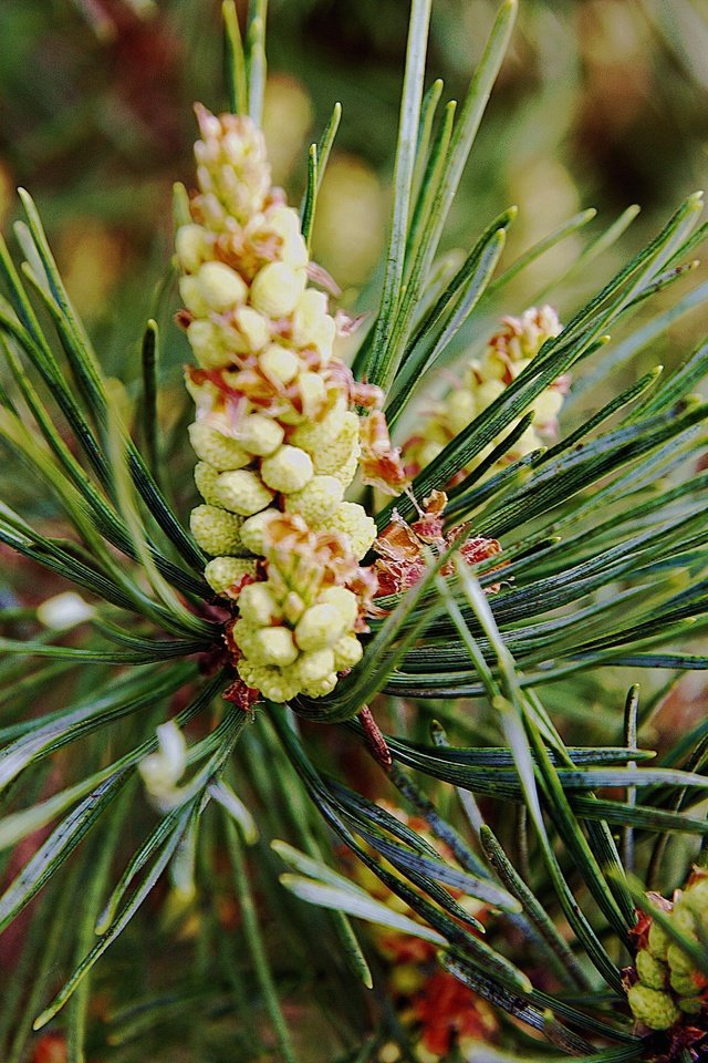 Обои ветка, природа, хвоя, шишки, сосна, branch, nature, needles, bumps, pine разрешение 6016x4016 Загрузить