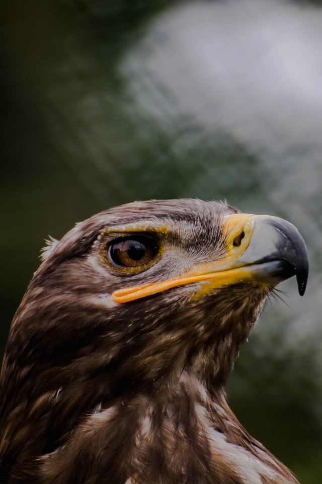 Обои орел, хищник, птица, клюв, eagle, predator, bird, beak разрешение 6000x4000 Загрузить