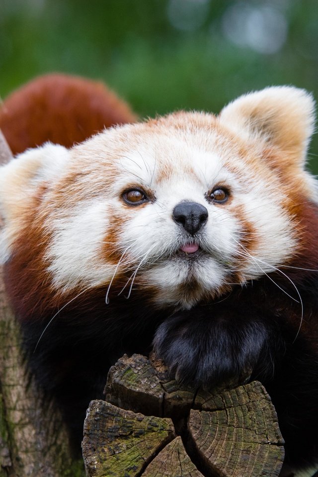 Обои мордочка, панда, красная панда, малая панда, muzzle, panda, red panda разрешение 6000x4000 Загрузить