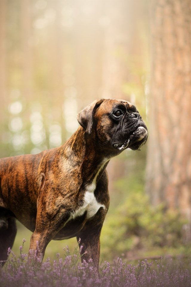 Обои природа, собака, друг, боксер, nature, dog, each, boxer разрешение 2048x1213 Загрузить