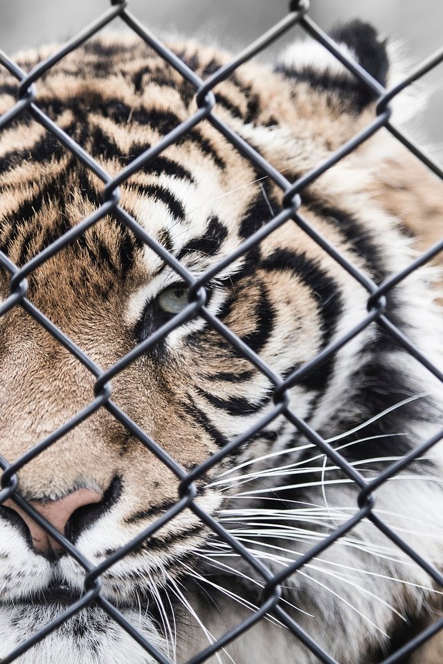 Обои тигр, морда, усы, взгляд, забор, сетка, хищник, зоопарк, tiger, face, mustache, look, the fence, mesh, predator, zoo разрешение 3840x2400 Загрузить