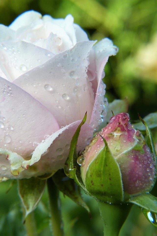 Обои цветы, капли, розы, лепестки, бутон, капли воды, капельки росы, flowers, drops, roses, petals, bud, water drops, drops of dew разрешение 3264x2448 Загрузить