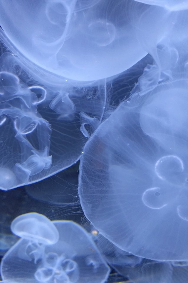 Обои медузы, подводный мир, крупным планом, подводый мир, jellyfish, underwater world, closeup, podvody the world разрешение 4032x3024 Загрузить