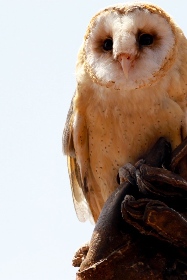 Обои сова, хищник, сидит, птица, белый фон, сипуха, owl, predator, sitting, bird, white background, the barn owl разрешение 4272x2848 Загрузить