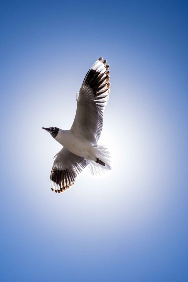 Обои полет, крылья, чайка, птица, клюв, перья, голубое небо, flight, wings, seagull, bird, beak, feathers, blue sky разрешение 3000x2000 Загрузить