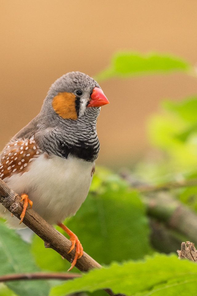 Обои листья, ветки, птица, клюв, перья, зебровая амадина, амадина, lynn griffiths, zebra finch, leaves, branches, bird, beak, feathers, the finch, amadina разрешение 4277x2855 Загрузить