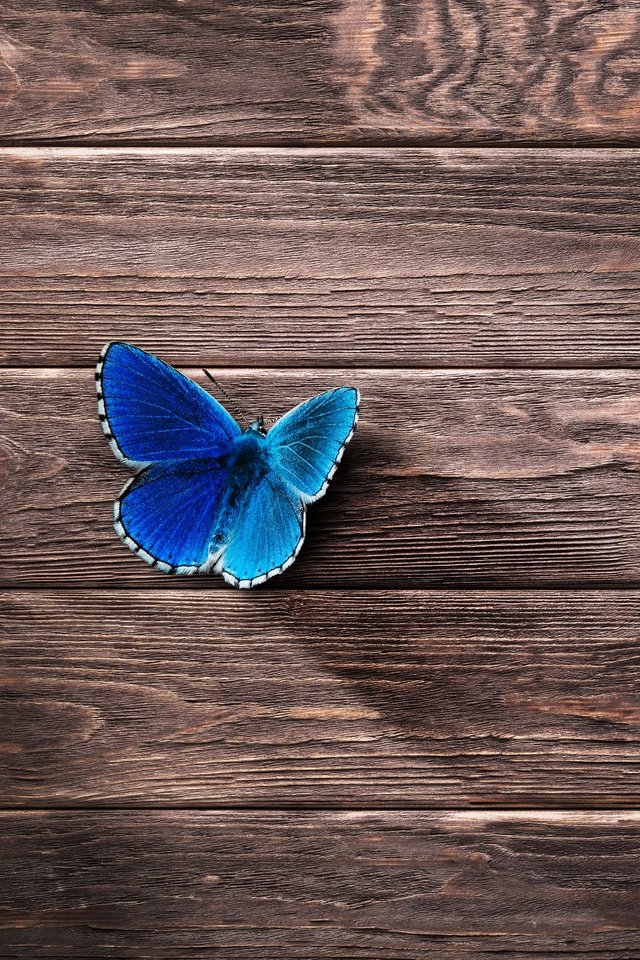 Обои насекомое, бабочка, крылья, поверхность, деревянный, insect, butterfly, wings, surface, wooden разрешение 7022x4967 Загрузить