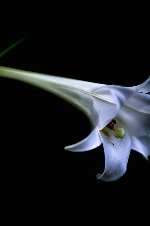 Обои цветок, белый, лилия, бутон, черный фон, lilium candidum, flower, white, lily, bud, black background разрешение 7360x4912 Загрузить