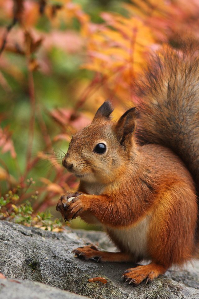 Обои природа, осень, ушки, белка, хвост, белочка, nature, autumn, ears, protein, tail, squirrel разрешение 3500x2334 Загрузить