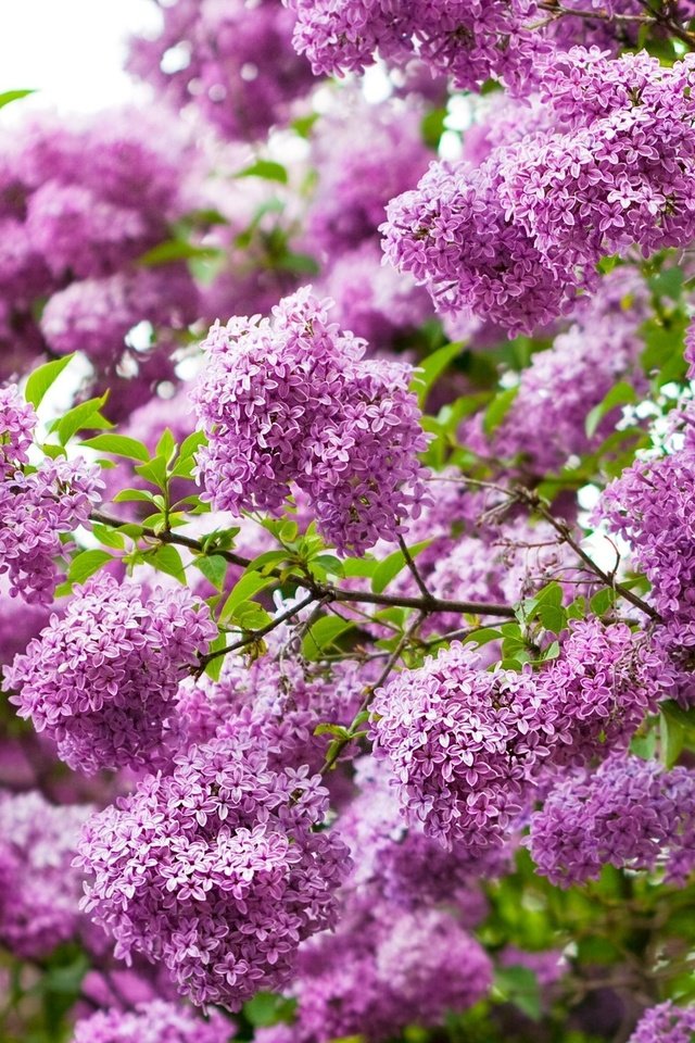 Обои цветы, дерево, цветение, ветки, весна, сирень, flowers, tree, flowering, branches, spring, lilac разрешение 2560x1600 Загрузить