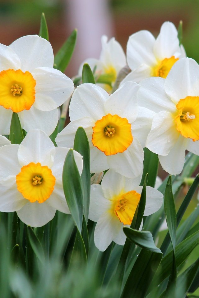 Обои цветы, природа, цветение, весна, нарциссы, flowers, nature, flowering, spring, daffodils разрешение 4692x3168 Загрузить