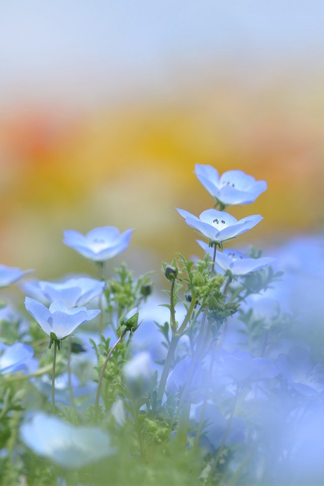 Обои цветы, зелень, лепестки, поляна, размытость, весна, голубые, лен, flowers, greens, petals, glade, blur, spring, blue, len разрешение 2048x1356 Загрузить
