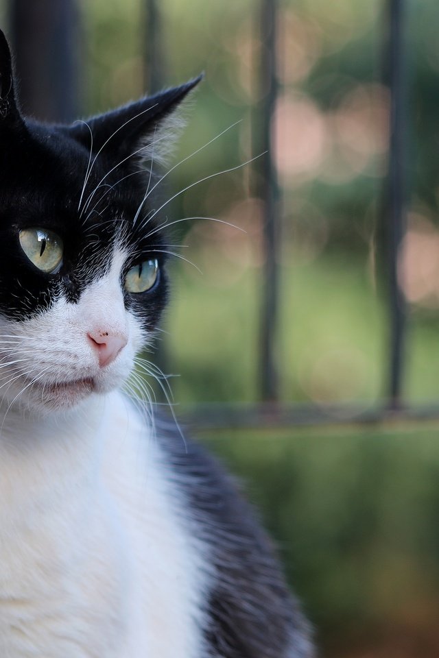 Обои глаза, фон, кот, мордочка, усы, кошка, взгляд, eyes, background, cat, muzzle, mustache, look разрешение 3600x2400 Загрузить