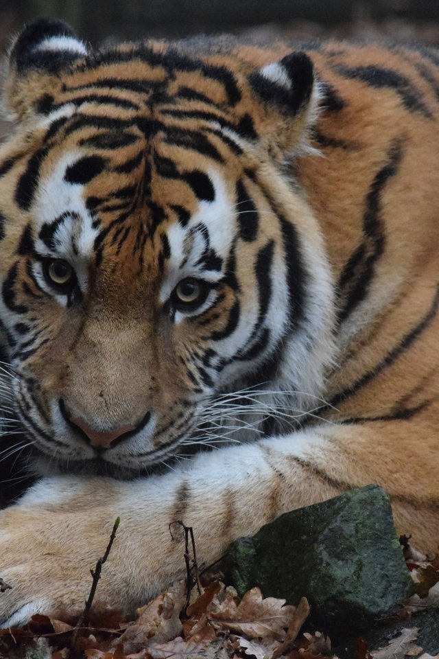Обои тигр, морда, шерсть, взгляд, хищник, дикая кошка, амурский тигр, tiger, face, wool, look, predator, wild cat, the amur tiger разрешение 5873x3915 Загрузить