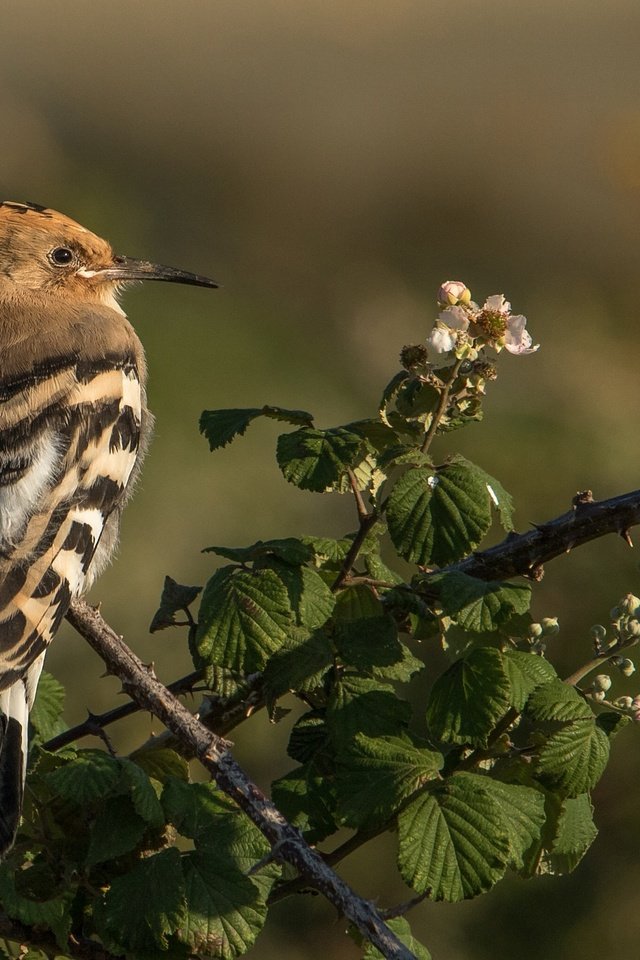 Обои ветки, птица, клюв, перья, удод, branches, bird, beak, feathers, hoopoe разрешение 2048x1365 Загрузить