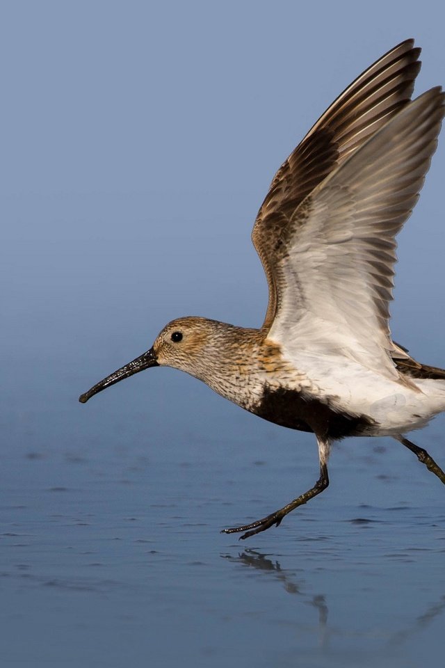 Обои вода, крылья, птица, клюв, чернозобик, water, wings, bird, beak, dunlin разрешение 2048x1152 Загрузить