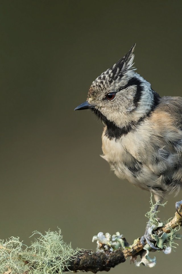 Обои ветка, птицы, птица, синица, гренадёрка, хохлатая синица, branch, birds, bird, tit, grenaderka, crested tit разрешение 2048x1365 Загрузить