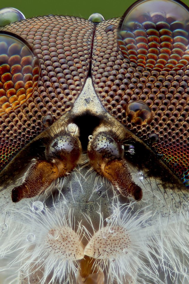Обои глаза, макро, насекомое, фон, капли, муха, слепень, eyes, macro, insect, background, drops, fly разрешение 1920x1200 Загрузить