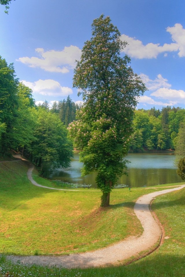 Обои облака, деревья, озеро, тропинка, пруд, clouds, trees, lake, path, pond разрешение 1920x1080 Загрузить