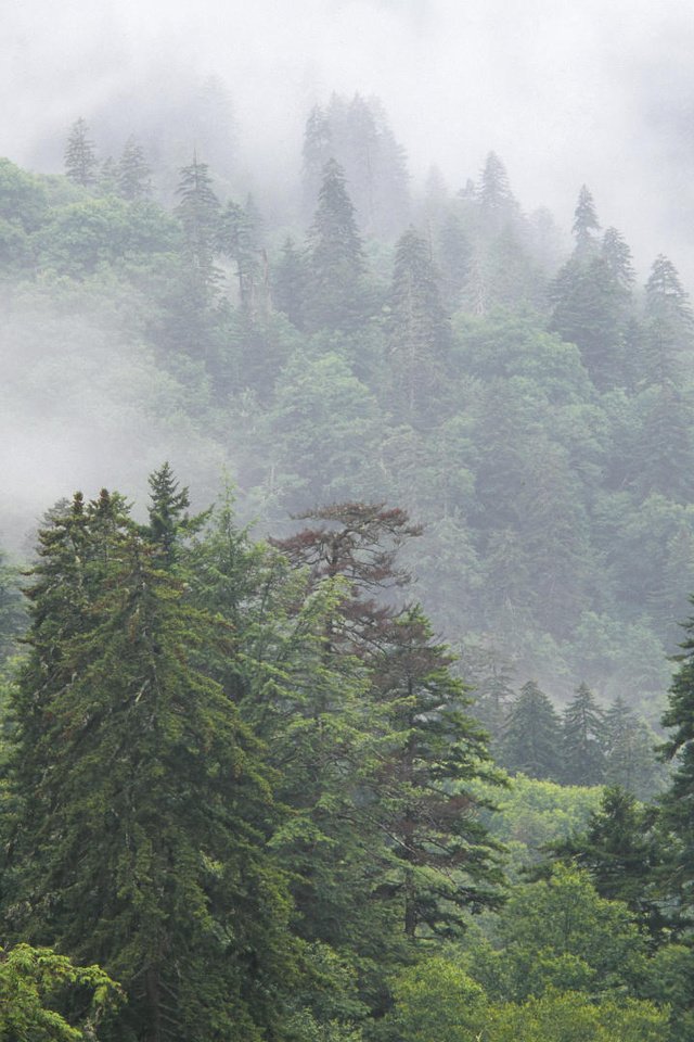 Обои деревья, горы, природа, лес, туман, национальный парк, trees, mountains, nature, forest, fog, national park разрешение 1920x1080 Загрузить