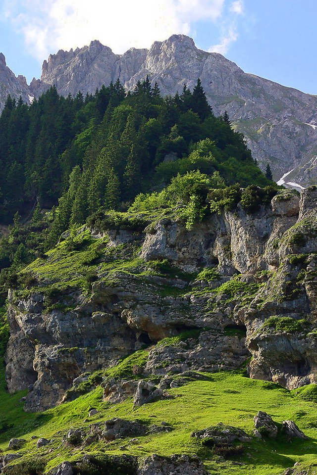 Обои деревья, горы, скалы, камни, зелень, лес, склон, мох, trees, mountains, rocks, stones, greens, forest, slope, moss разрешение 1920x1080 Загрузить