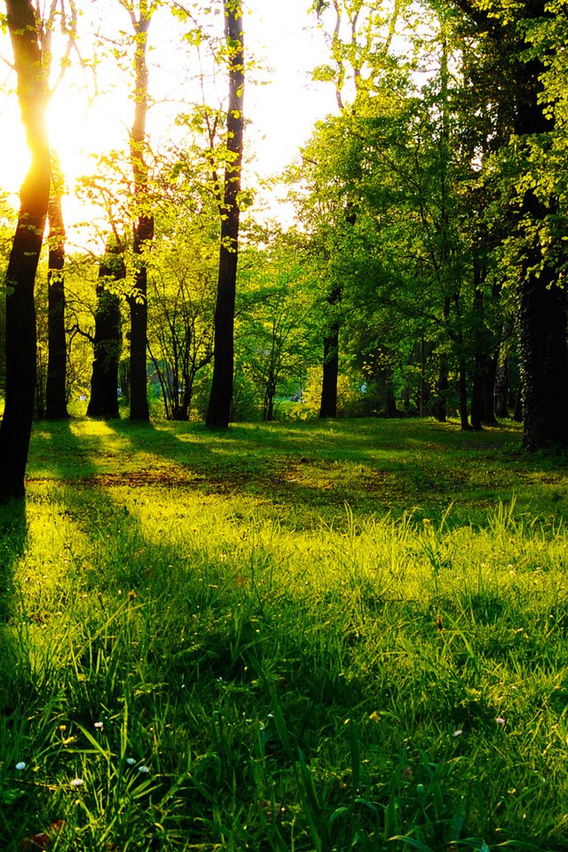 Обои трава, деревья, лес, солнечный свет, grass, trees, forest, sunlight разрешение 1920x1080 Загрузить
