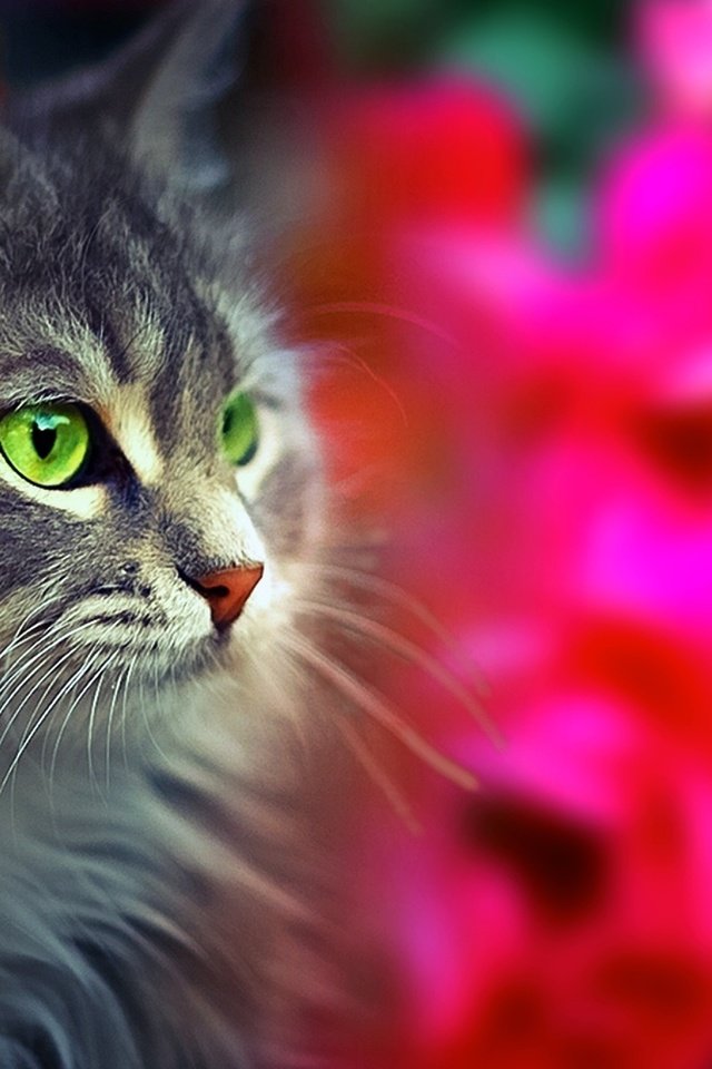 Обои глаза, морда, кот, взгляд, пушистый, eyes, face, cat, look, fluffy разрешение 1920x1200 Загрузить