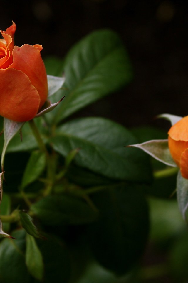 Обои розы, букет, оранжевые, roses, bouquet, orange разрешение 5184x3456 Загрузить