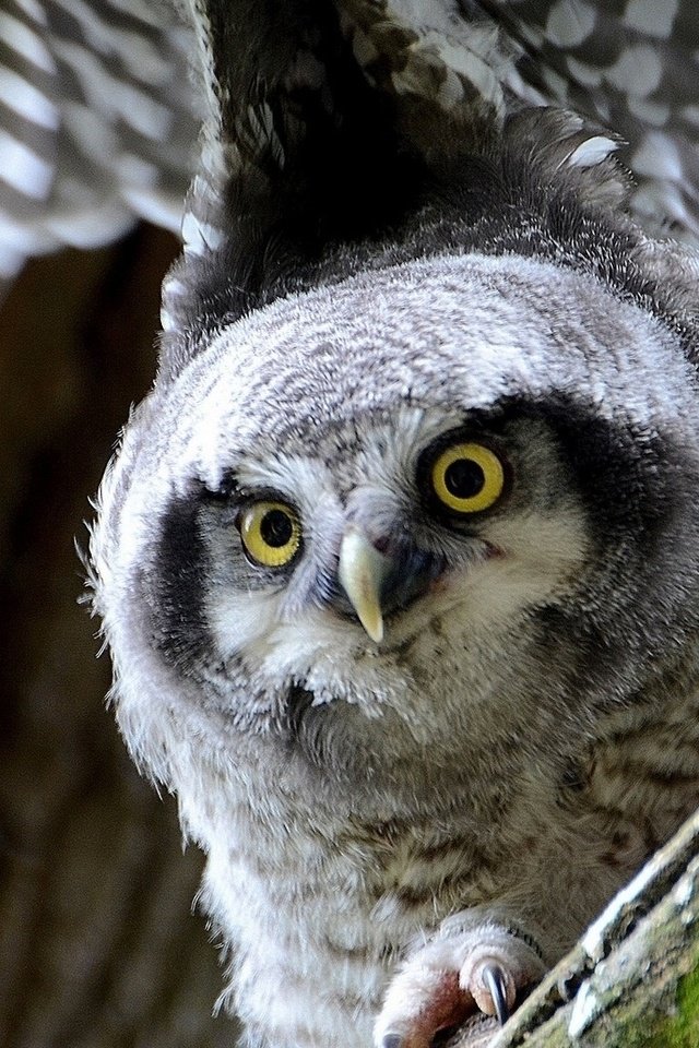 Обои глаза, сова, птица, взмах, eyes, owl, bird, stroke разрешение 1920x1080 Загрузить