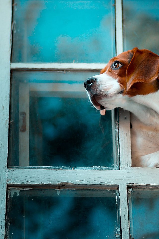 Обои собака, окно, бигль, dog, window, beagle разрешение 1920x1080 Загрузить