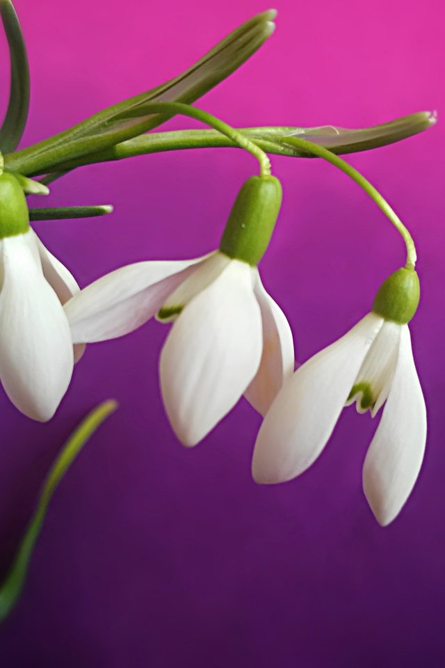 Обои подснежники белые на цветном фоне, snowdrops white on a colored background разрешение 4011x2982 Загрузить