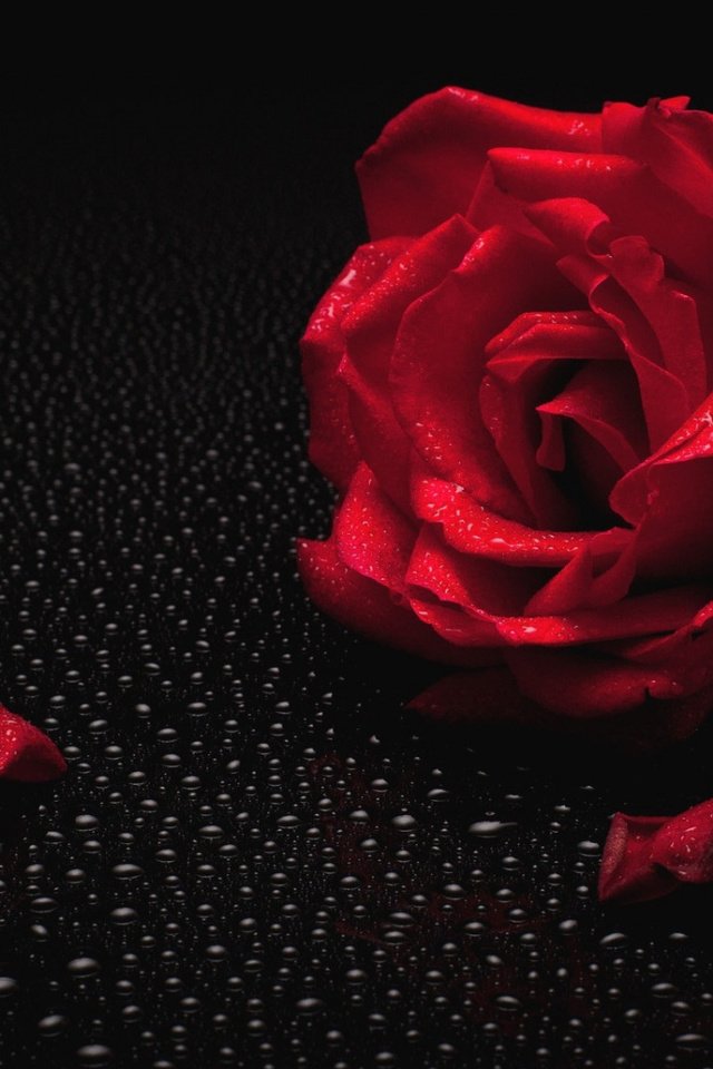 Обои вода, роса, капля, роза, красная роза, капли воды, water, rosa, drop, rose, red rose, water drops разрешение 1920x1080 Загрузить