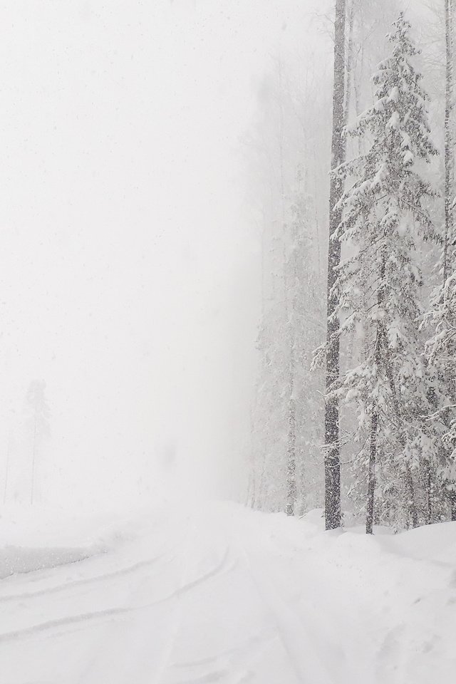 Обои #зима#лес#снег#россия#леснаядорога, #winter#forest#snow#russia#lenaderg разрешение 4128x2322 Загрузить