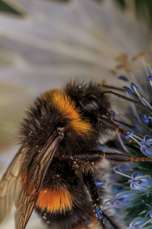 Обои макро, насекомое, фон, цветок, пчела, пыльца, шмель, опыление, macro, insect, background, flower, bee, pollen, bumblebee, pollination разрешение 1920x1080 Загрузить