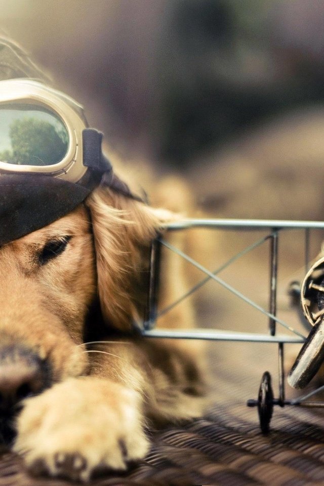 Обои самолет, лётчик, очки, собака, голден ретривер, шлемофон, the plane, pilot, glasses, dog, golden retriever, headset разрешение 2560x1600 Загрузить