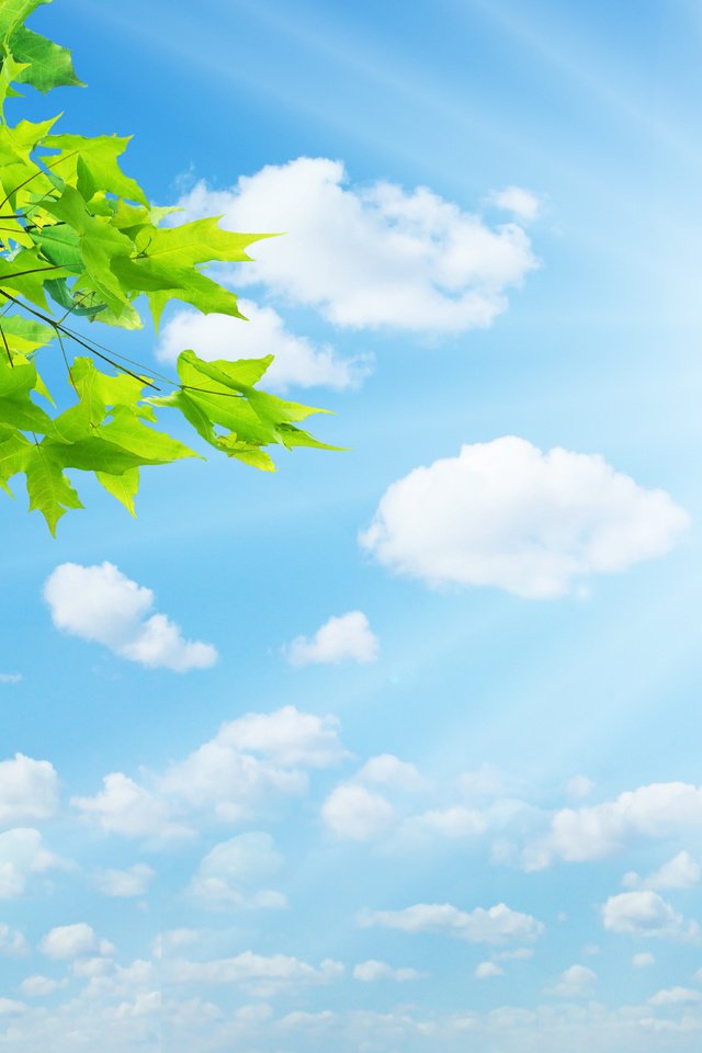 Обои небо, облака, природа, листья, лето, the sky, clouds, nature, leaves, summer разрешение 9184x4406 Загрузить