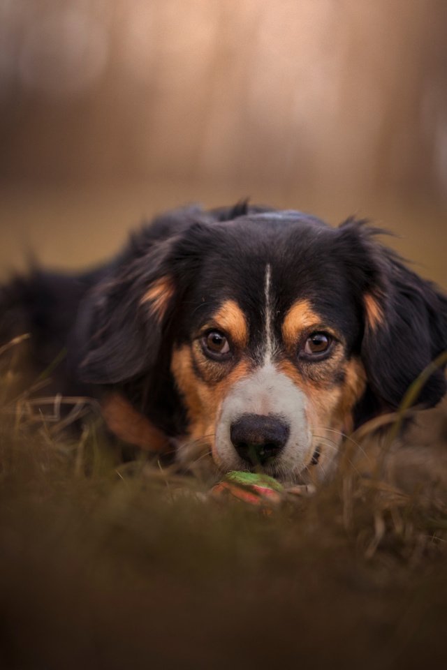 Обои морда, взгляд, собака, боке, face, look, dog, bokeh разрешение 2112x1188 Загрузить