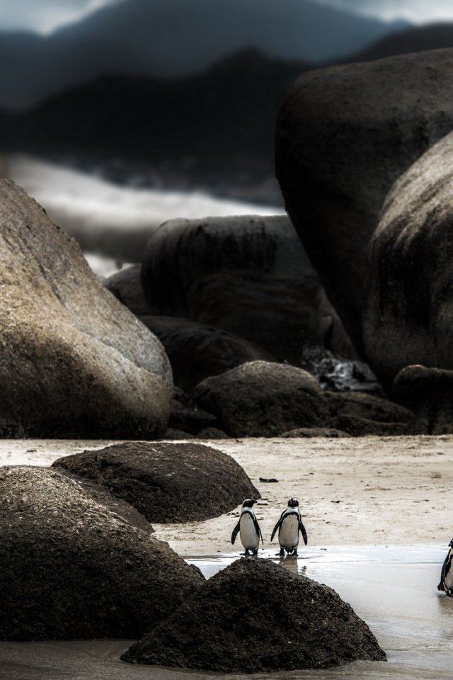 Обои природа, фон, человек, наблюдает, пингвины, nature, background, people, watching, penguins разрешение 2112x1188 Загрузить