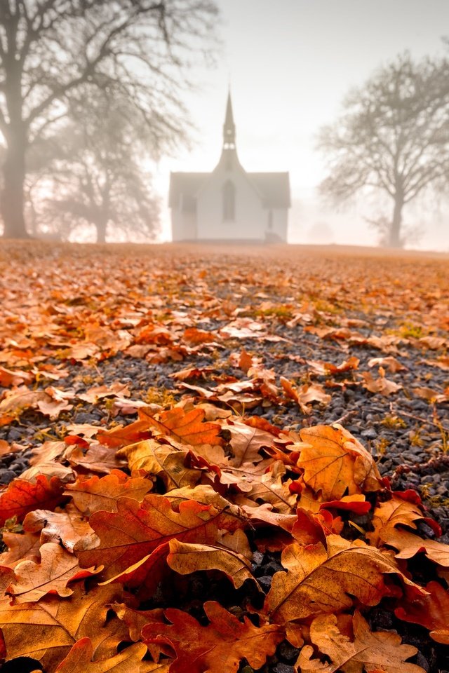Обои природа, листья, туман, осень, здание, nature, leaves, fog, autumn, the building разрешение 2048x1249 Загрузить