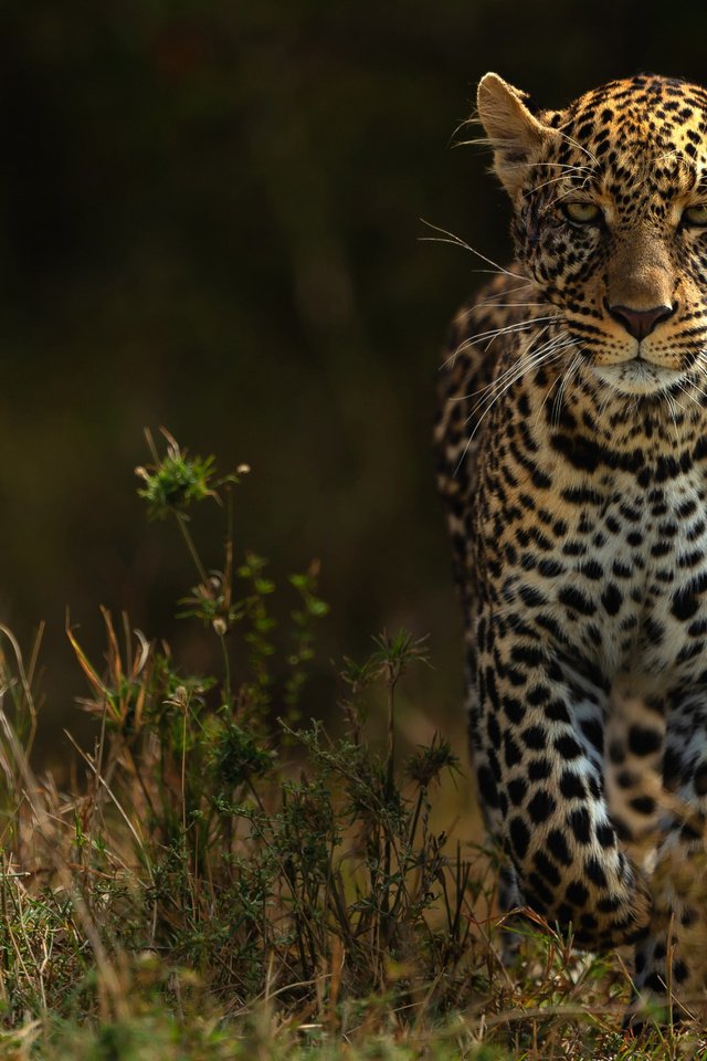 Обои природа, фон, взгляд, леопард, прогулка, темный, nature, background, look, leopard, walk, dark разрешение 2112x1188 Загрузить